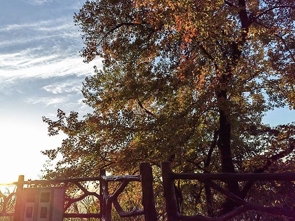 autumn autumn
