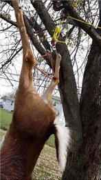 Perchero colgante de ciervo de caza